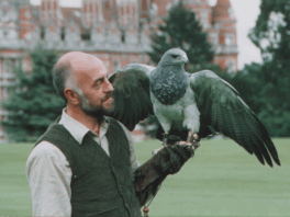 Corporate Falconry Display