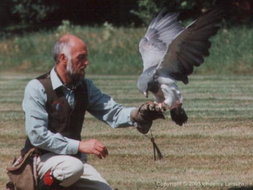 Birds of Prey Activity