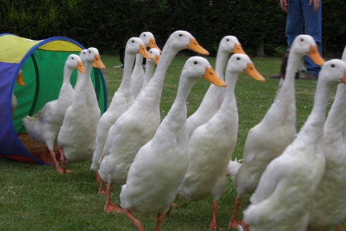 Duck Herding- fun Hen Party Activity Worcestershire