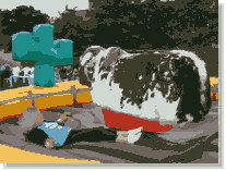 Rodeo Bull Hire