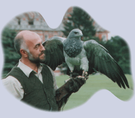 falconry display